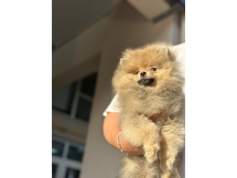 Ayı surat pomeranian boo yavruları