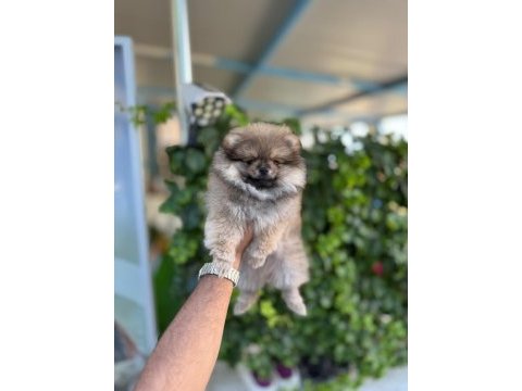 Ayı surat pomeranian boo yavruları