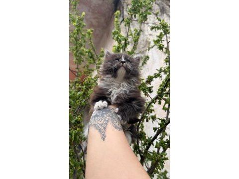 Kar oğlan maine coon