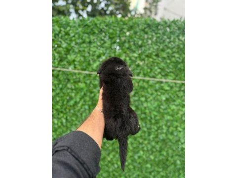 Tüylü ve tüysüz tuvalet eğitimli chihuahualar