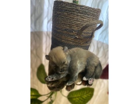 Pomeranian cinsi yavrular yeni yuva arıyor