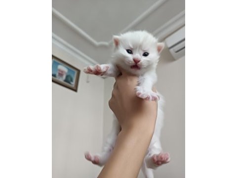 British longhair ve shorthair yavru kediler