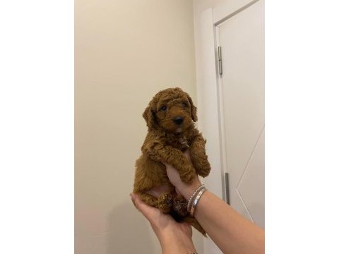 A kalite poodle yavrular