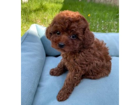 Ruhsatlı köpek çiftliğinden toy poodle yavrularımız