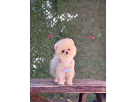 En tatlı pomeranian boo
