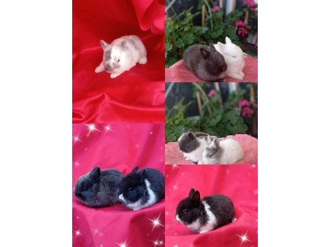 Cüce ve lop ırkı tavşan