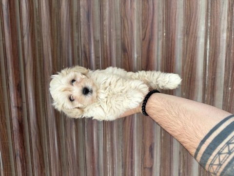 Aşılı orjinal maltipoo