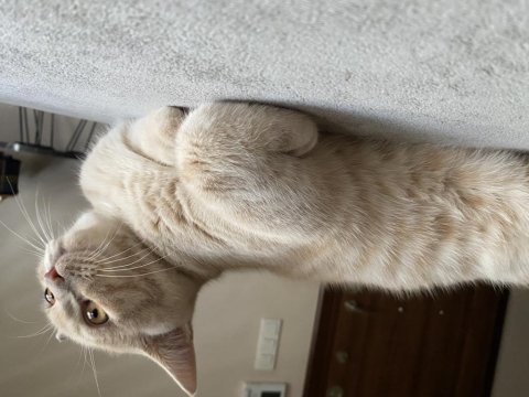 British shorthair 5 aylık