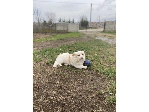 Sahiplendirilecek köpeğimiz