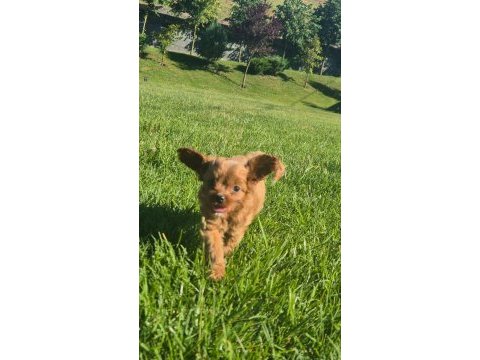 Eşsiz bir maltipoo için bizi aramadan karar vermeyn