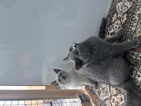 Üst düzey british shorthair bebekler