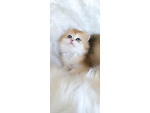 Ny11 british longhair dişi