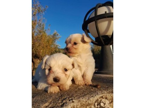 Sevimli maltipoo yavrumuz yeni ailelerini bekliyor