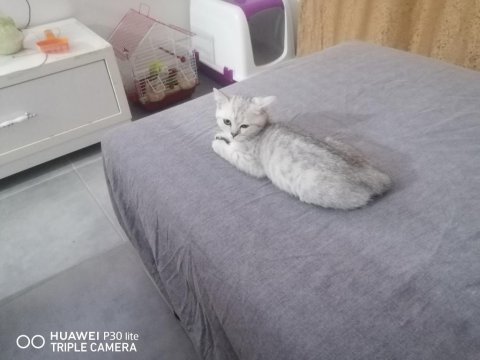 İki yavru 3 aylık british shorthair