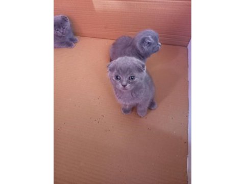 Kapıda odeme adrese teslım scottish fold