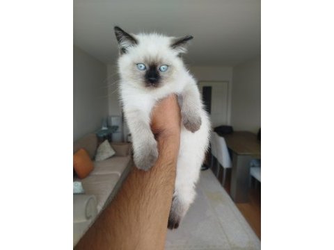 British shorthair bluepoint erkek yavru