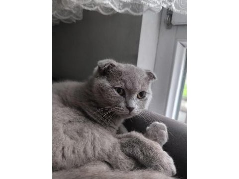 Scottish fold dişi 4 aylık