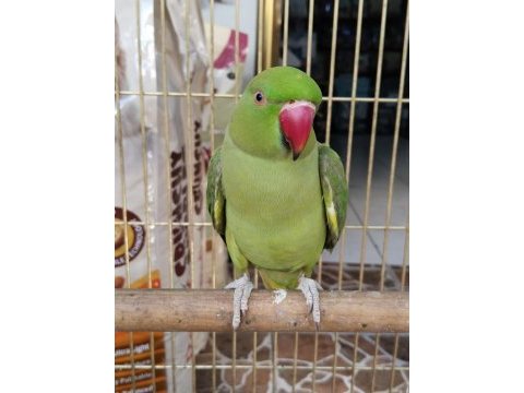 Konuşan full evcil pakistan papağanı