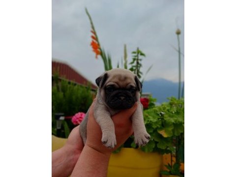 Yavru çok akıllı çok oyuncu aile çocuk dostu pug
