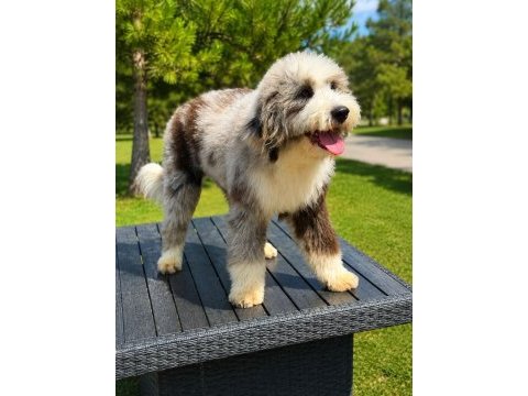 Türkiyede tek bernedoodle yavruları
