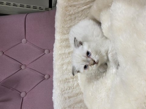 Çok özel british shorthair yavrularımız 
