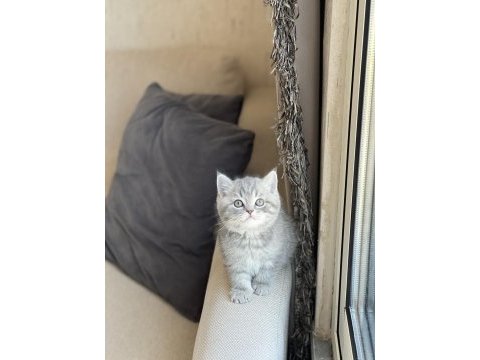 Ayı surat british shorthair güzel bebeklerim