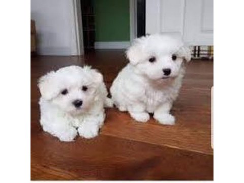 Maltese terrier mini mini sıfır numara oyuncu bebekler