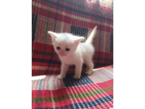 Yavrularımız sahiplendirilecektir scottish fold