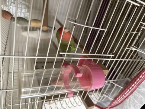 Sevda papağanı yumurta vermiş garanti çift