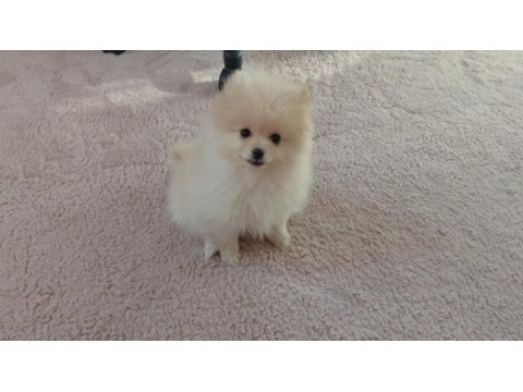 Pomeranian bebiş