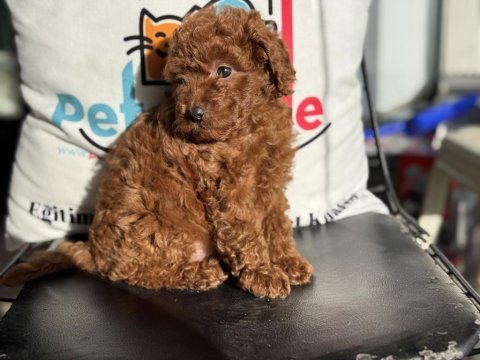 Ankaranın en özel toy poodle yavruları