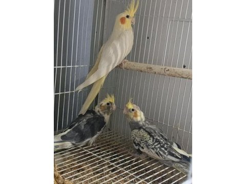 Bebek sultan papağanları