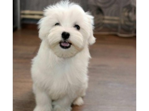Maltese terrier yavrularımız