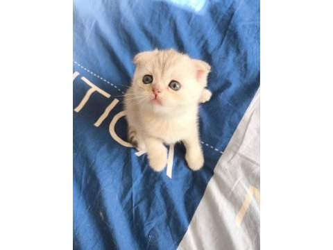 Efsane tatlı scottish fold silver yavrular