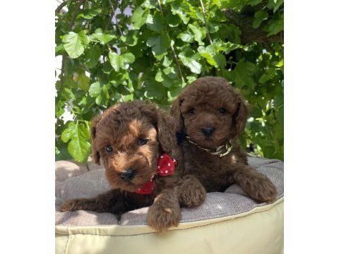 Sağlık ve ırk garantili toy poodle yavrularımız