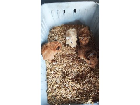 Ginepig yavrular 2 dişi 1 erkek