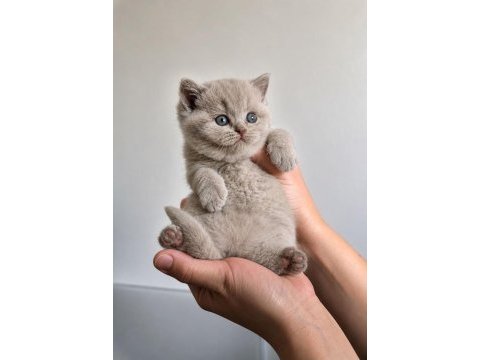 Lilac renk koca yanaklı british shorthair yavrular