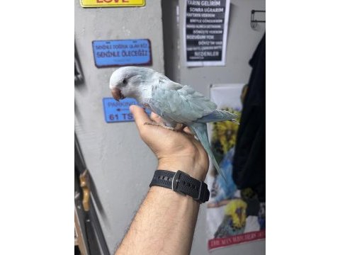 Evcil konuşan mutasyon konur papağanımız