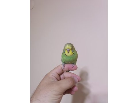 Jumbo muhabbet kuşu yavrular