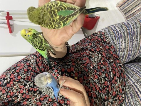 30 günlük yavru ele alışkın muhabbet kuşları