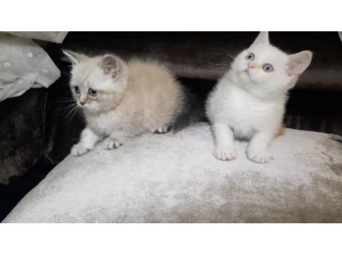 British shorthair erkek yavrular