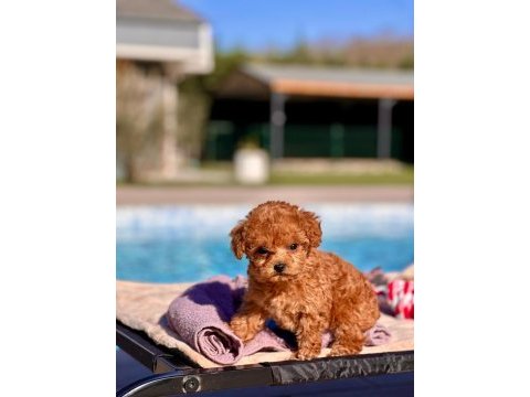 Tea cup poodle yavruları