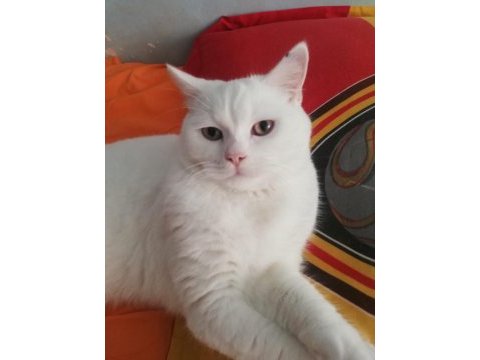 7 aylık erkek british shorthair