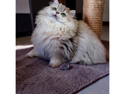British longhair ay11
