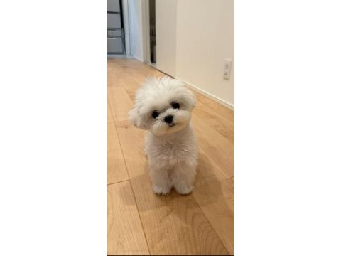Tr de tek bu guzellikte snow maltese