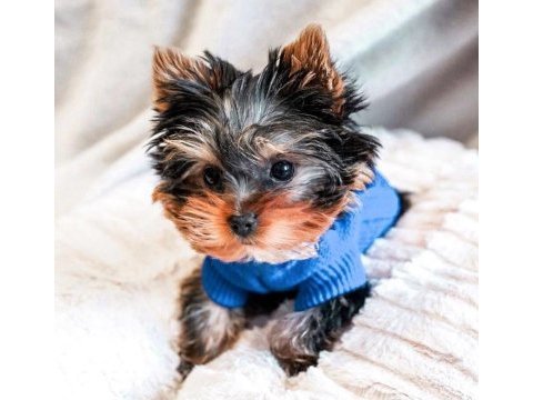 Çok akıllı sorunsuz ev köpeği