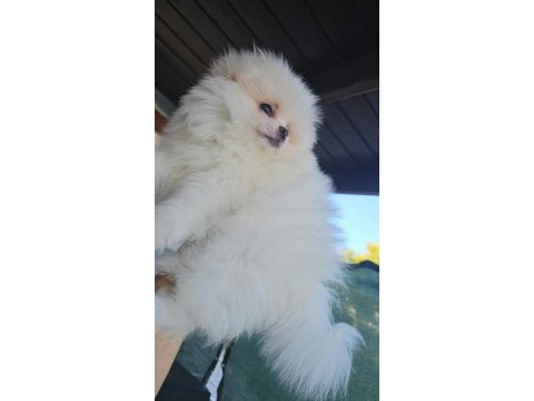 Pomeranian boo ayı surat erkek