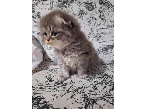 Teslime hazır british longhair bebekler