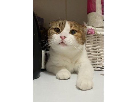 Scottish fold takip şartıyla ücretsiz yuva