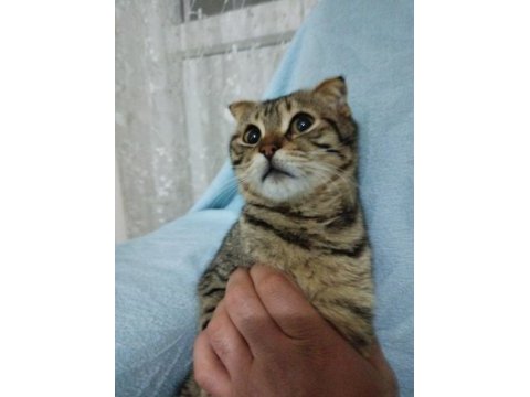 Sahiplendirilecek kedilerimiz